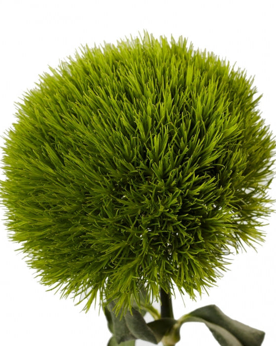 Dianthus Kiwi Mellow Cool (3 plugs)