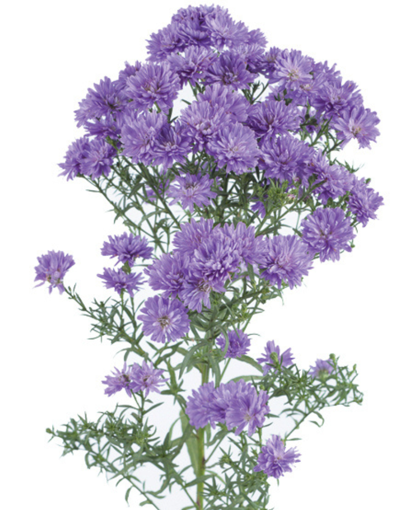 Hardy Aster Hybrid Liz (3 plugs)