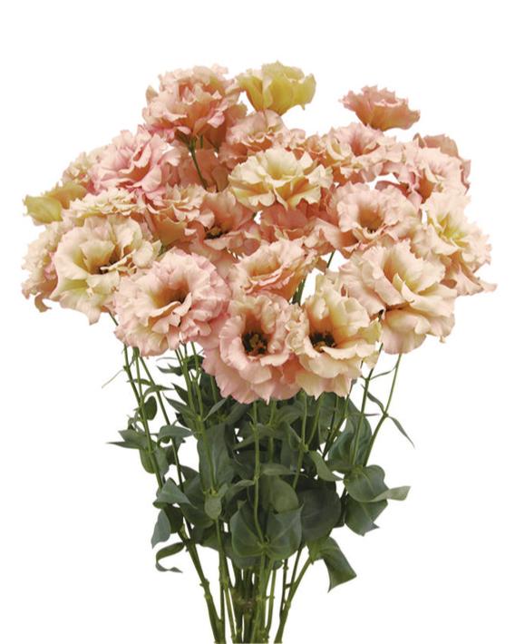 Lisianthus Celeb 1 Beige Neo (8 plugs)