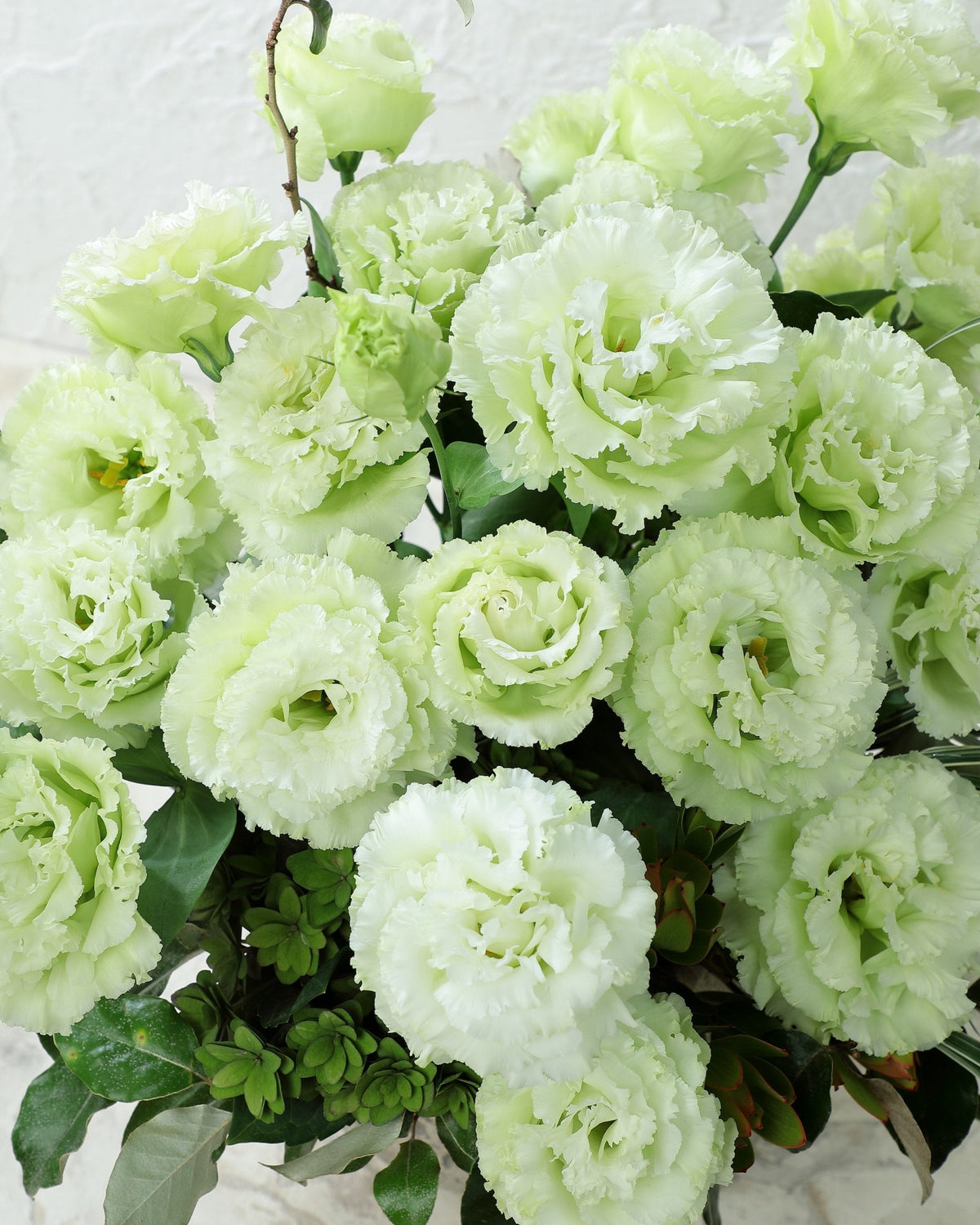 Lisianthus Voyage 2 (8 plugs)