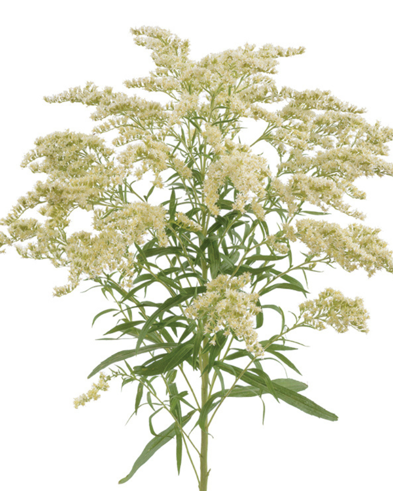 Solidago Moonlight Glory (3 plugs)