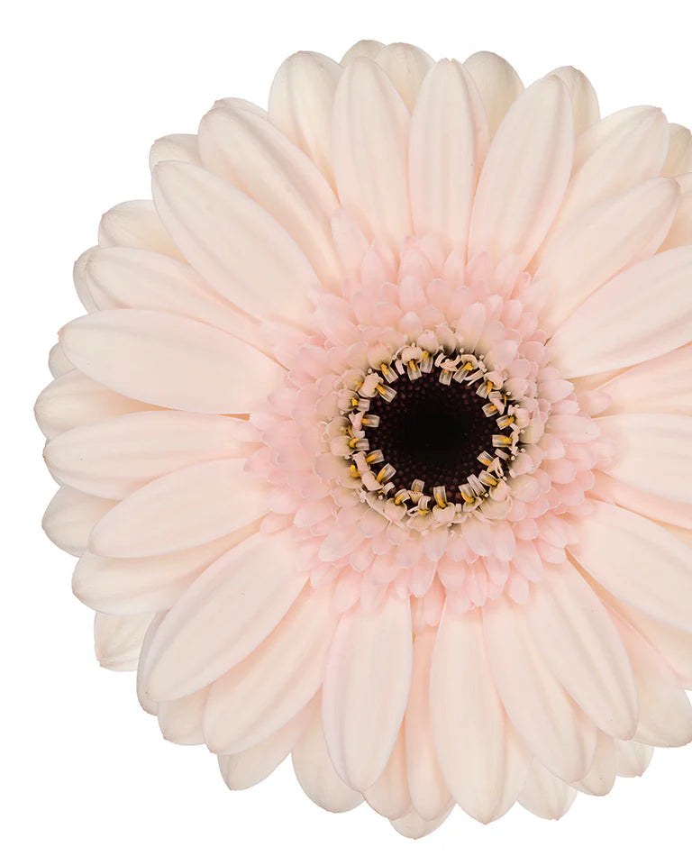 Gerbera Mini Macaron (3 plugs)