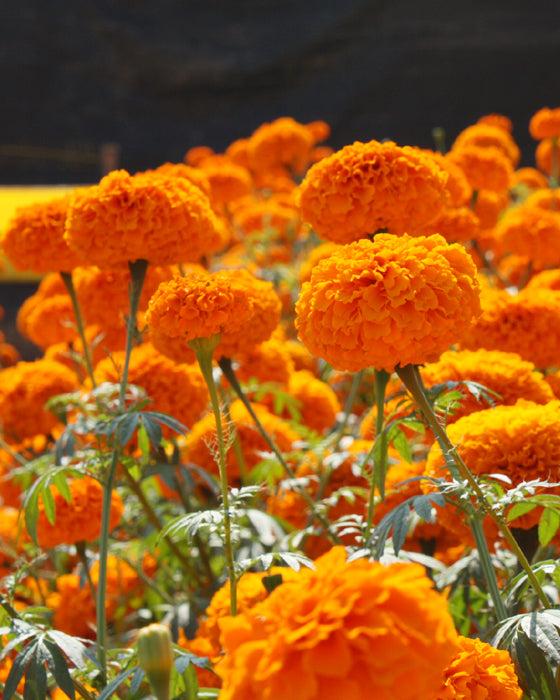Marigold Chedi Orange (8 plugs)