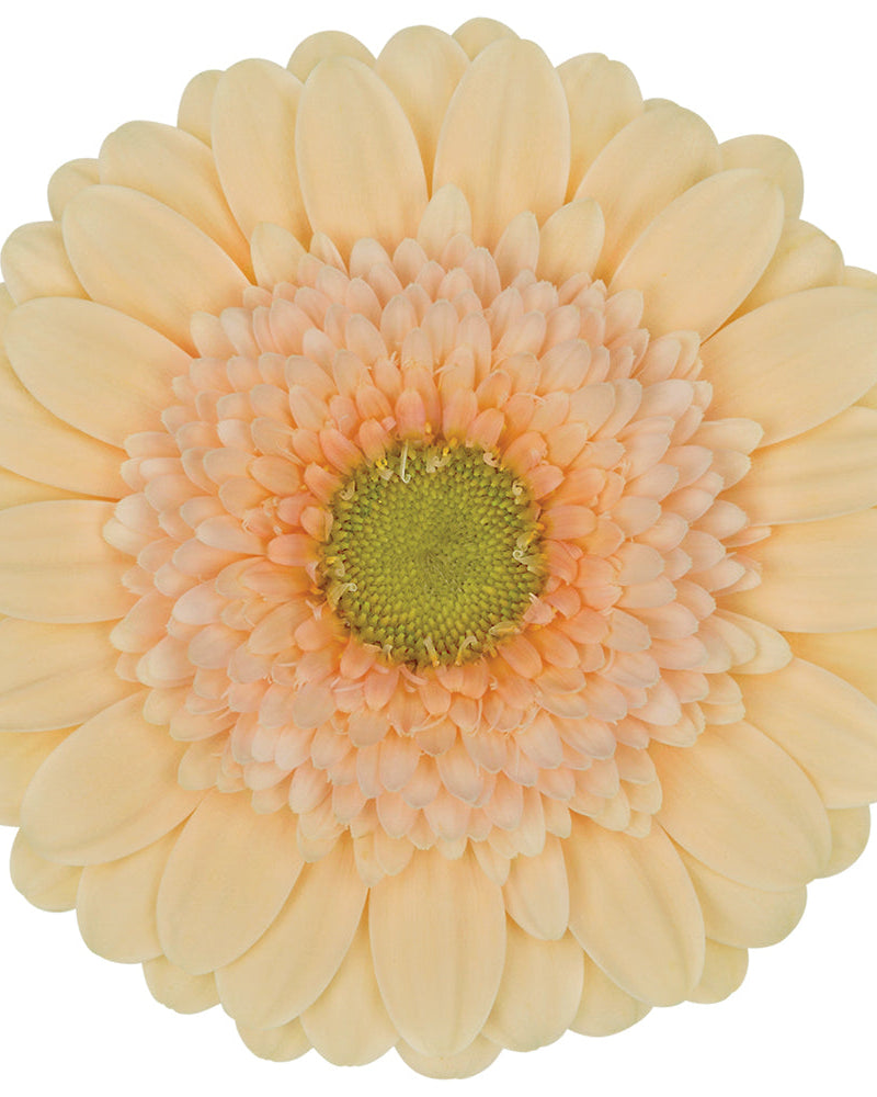 Gerbera Mini (3 plugs)
