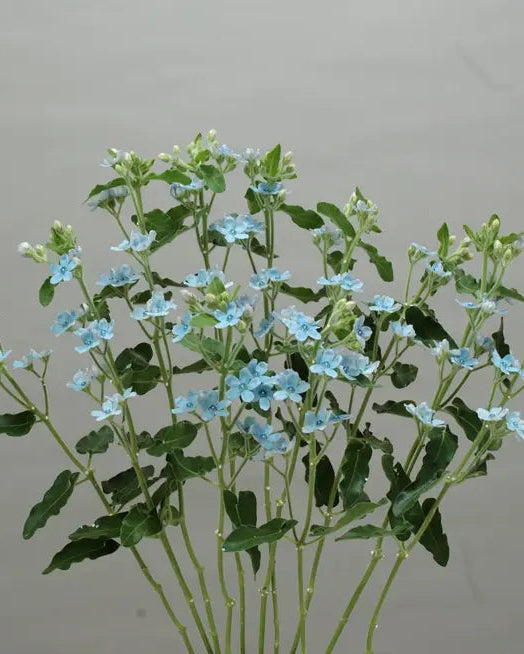 Tweedia Pure Blue (8 plugs)