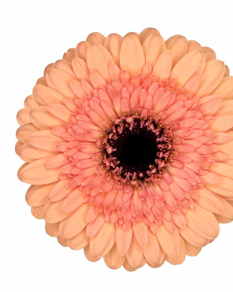 Gerbera Mini Oreo (3 plugs)