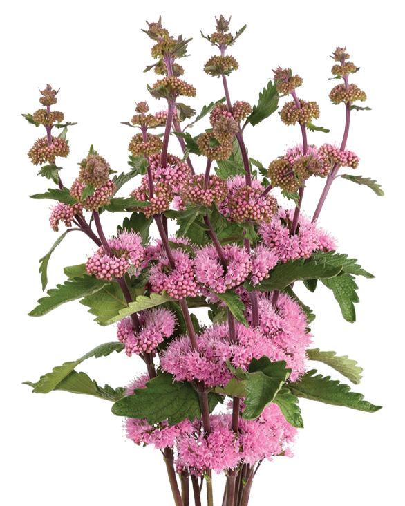Caryopteris Pagoda Dark Pink (3 plugs) Caryopteris Pagoda Dark Pink (3 plugs)