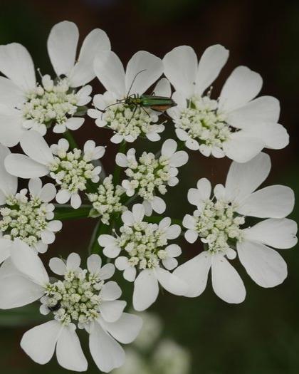 Orlaya grandiflora White Lace (8 plugs)