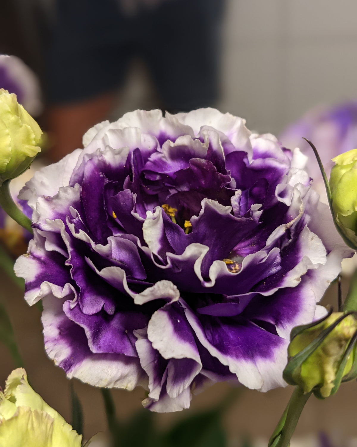 Lisianthus Celeb 2 (8 plugs)