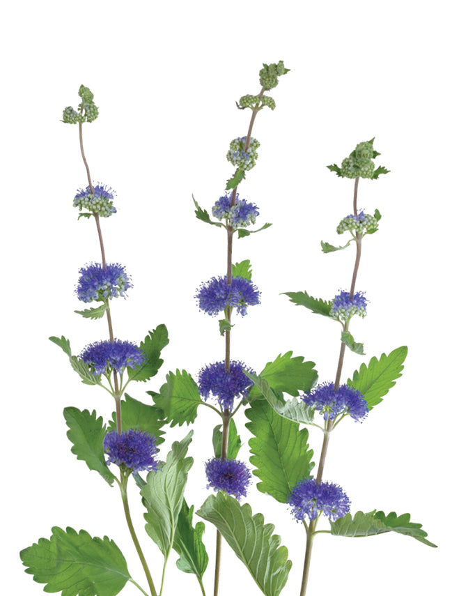 Caryopteris Pagoda Lagoon (3 plugs)