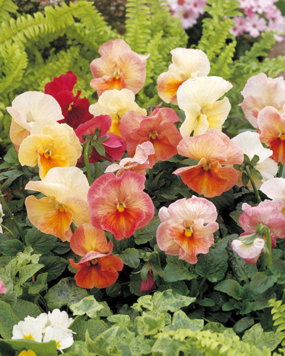 Pansy Imperial Antique Shades (8 plugs)