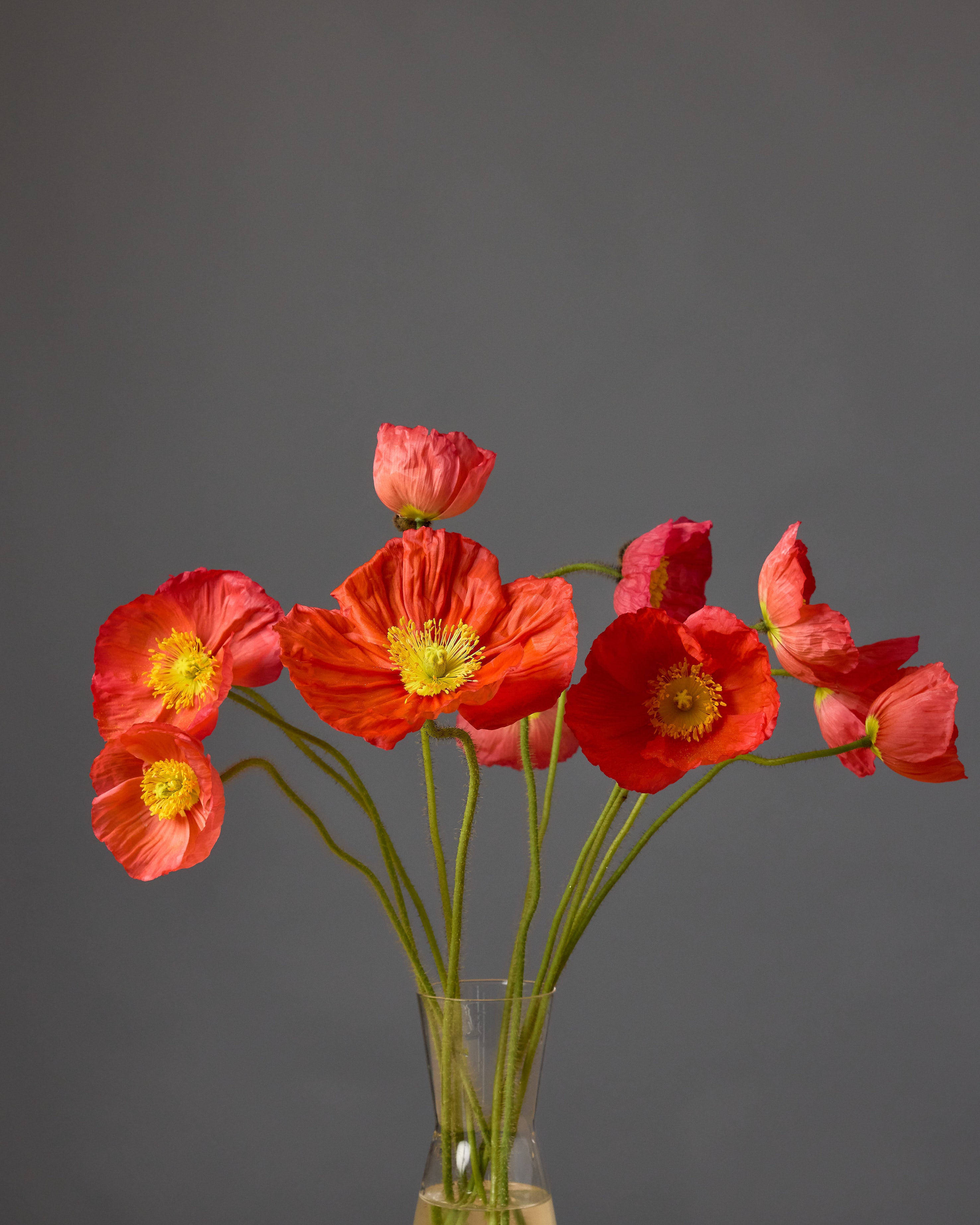 Poppy Champagne Bubbles Pink (8 plugs)