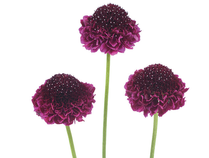 Scabiosa Scoop Red Velvet (3 plugs)