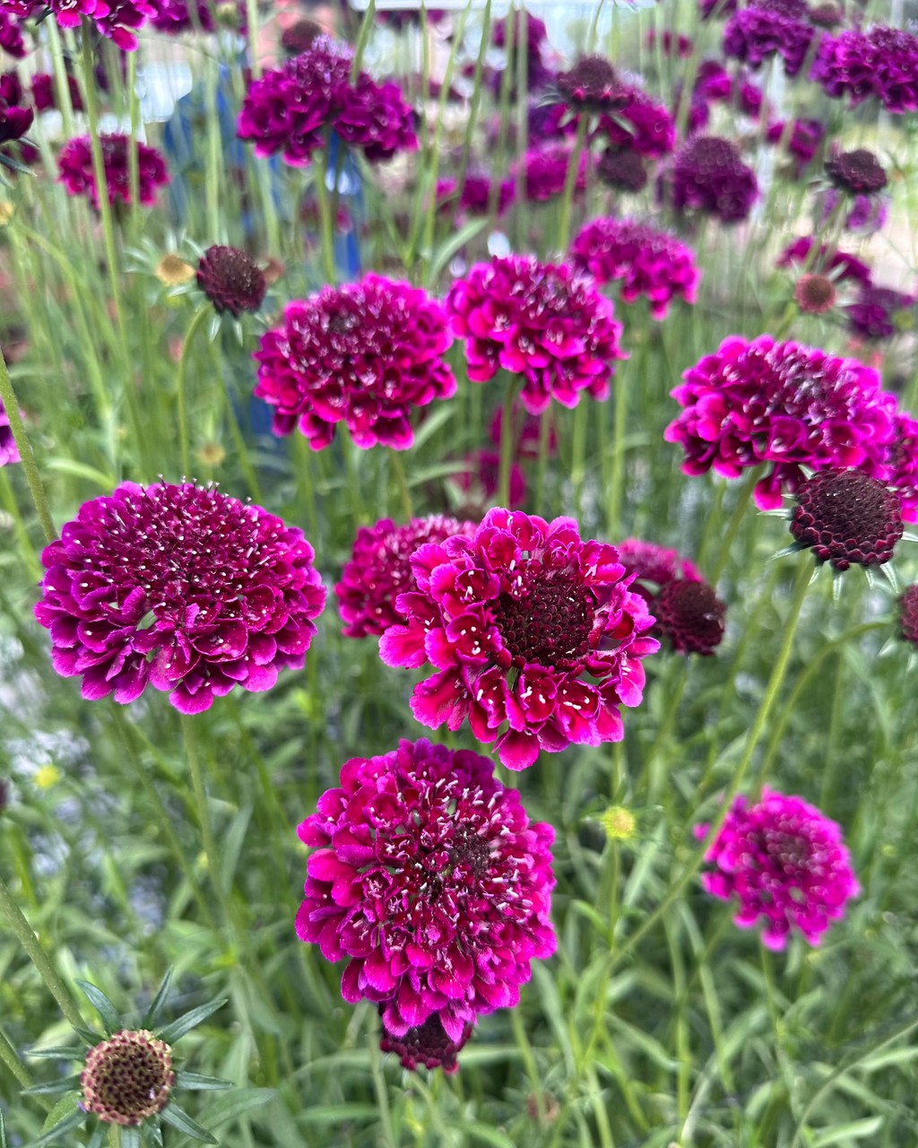 Scabiosa Scoop Red Velvet (3 plugs) Scabiosa Scoop Red Velvet (3 plugs)