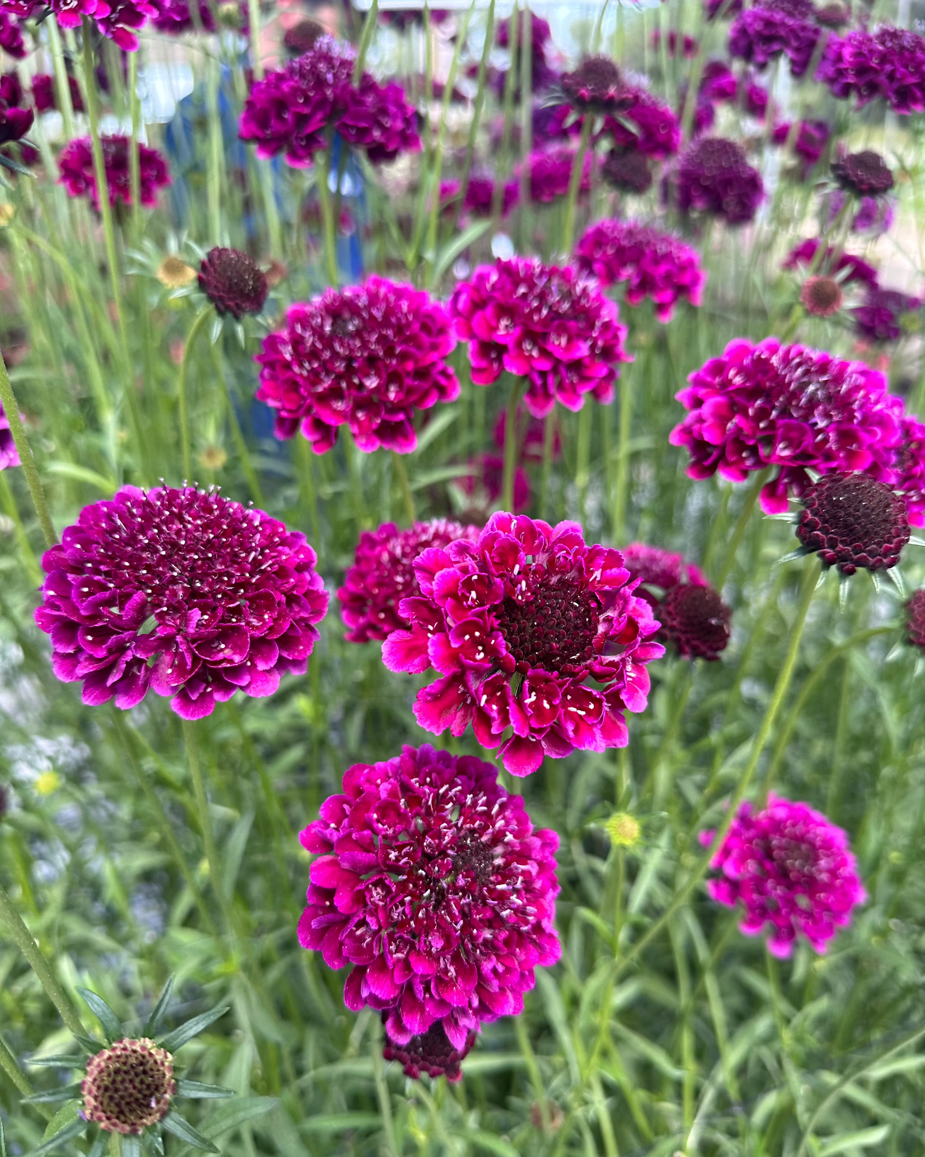 Scabiosa Scoop Red Velvet (3 plugs)