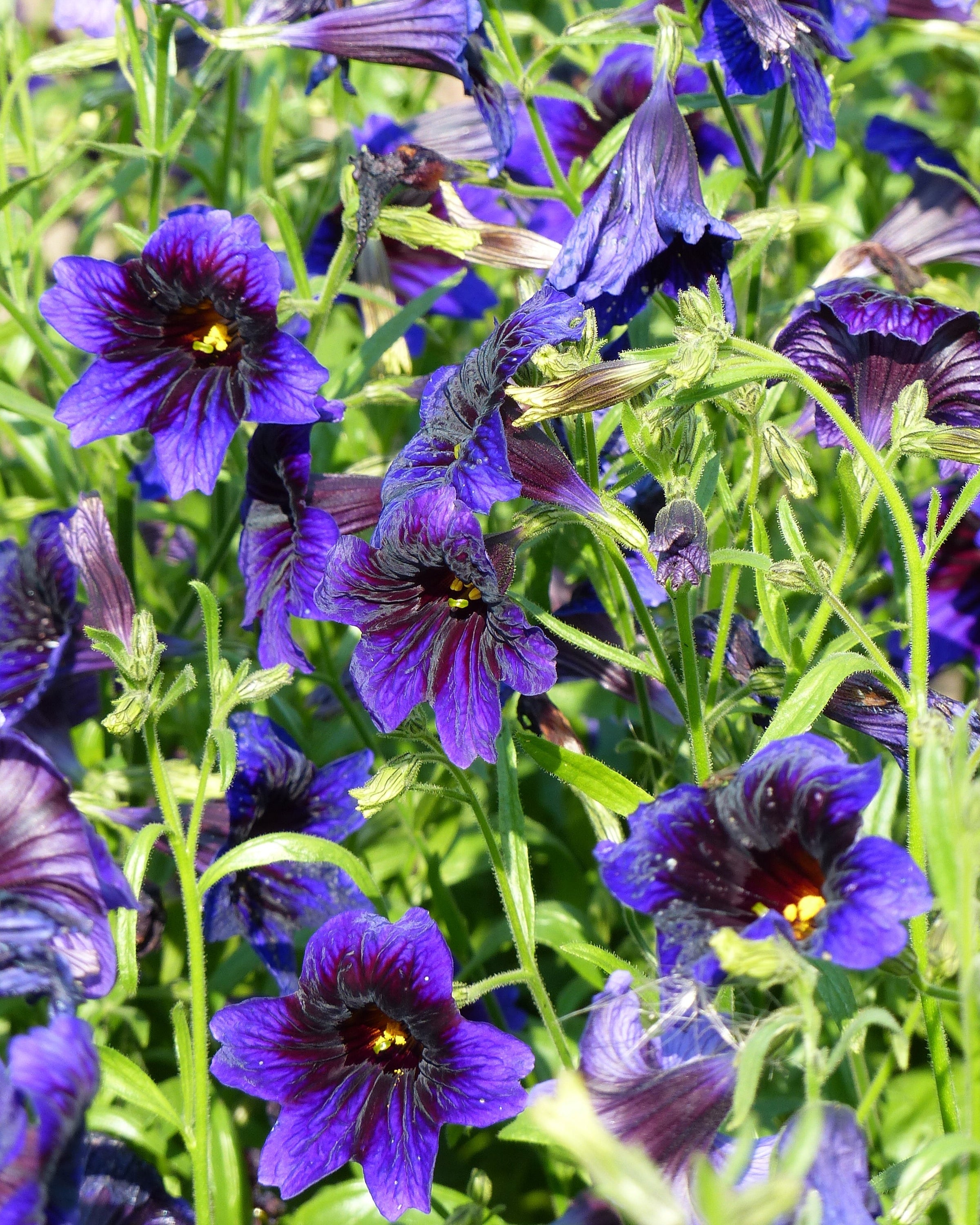 #variety_kew_blue