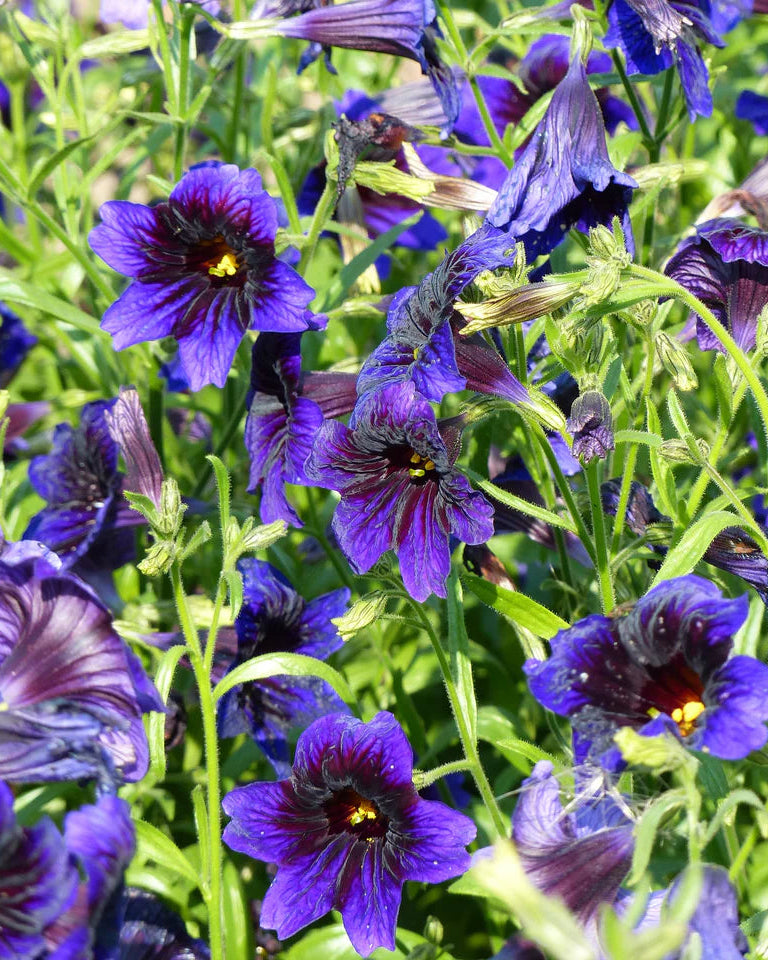 Salpiglossis Kew Blue (8 plugs)
