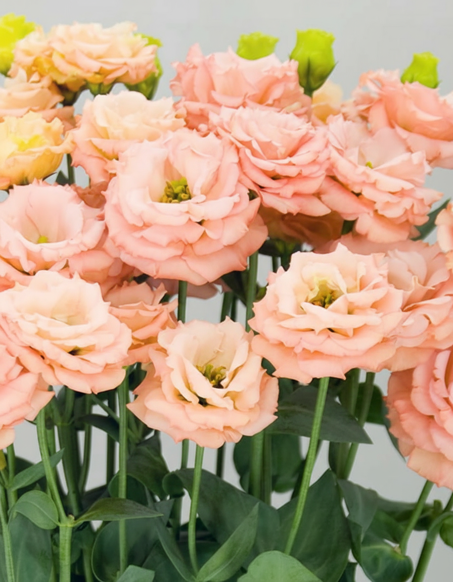 Lisianthus Sabrina 1 Mango (8 plugs)