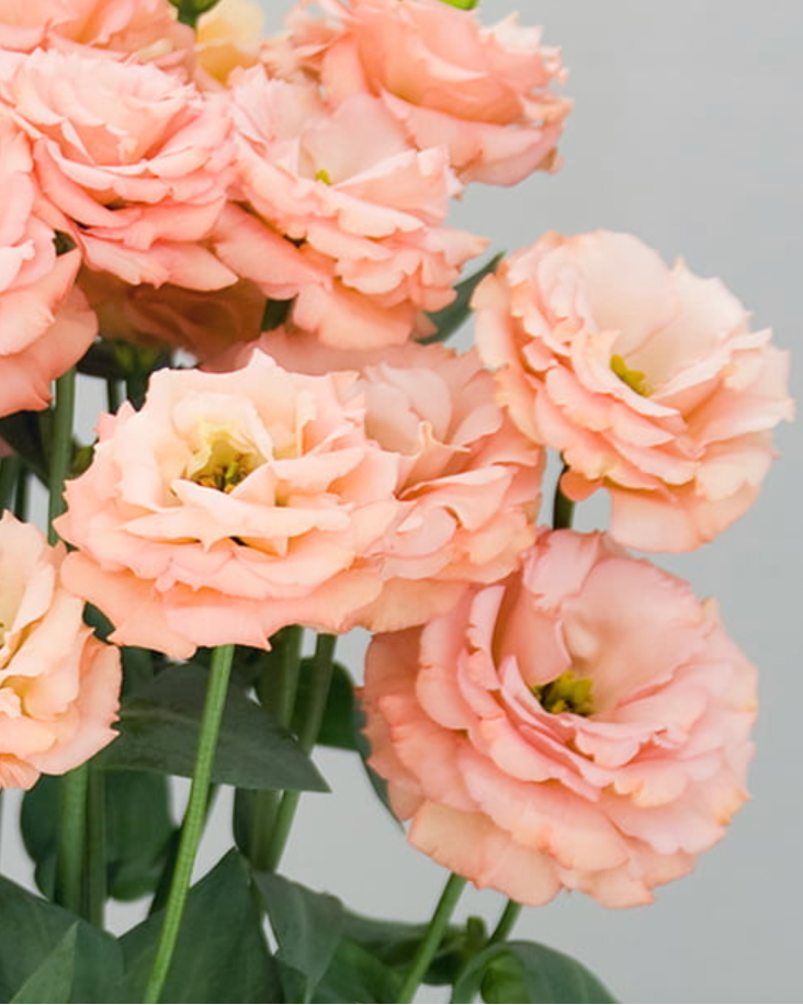 Lisianthus Sabrina 1 Mango (8 plugs)