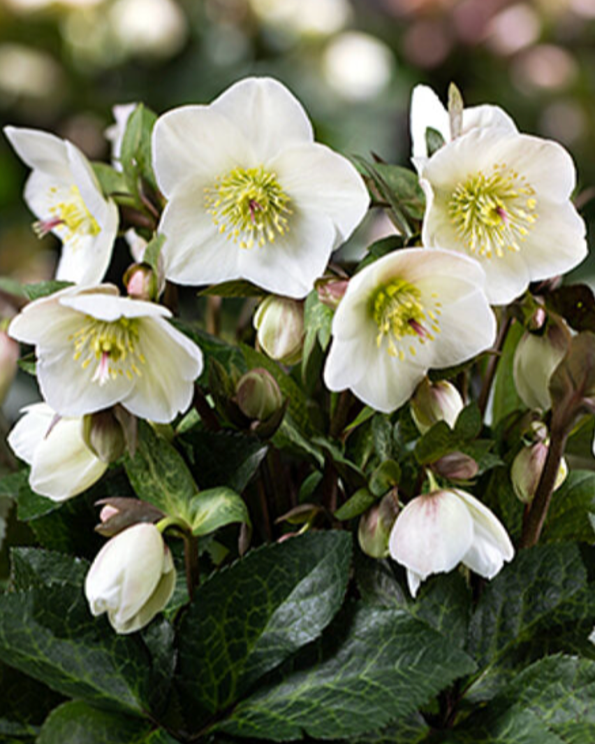 Helleborus Ice N' Roses® Marble Series (3 plugs)