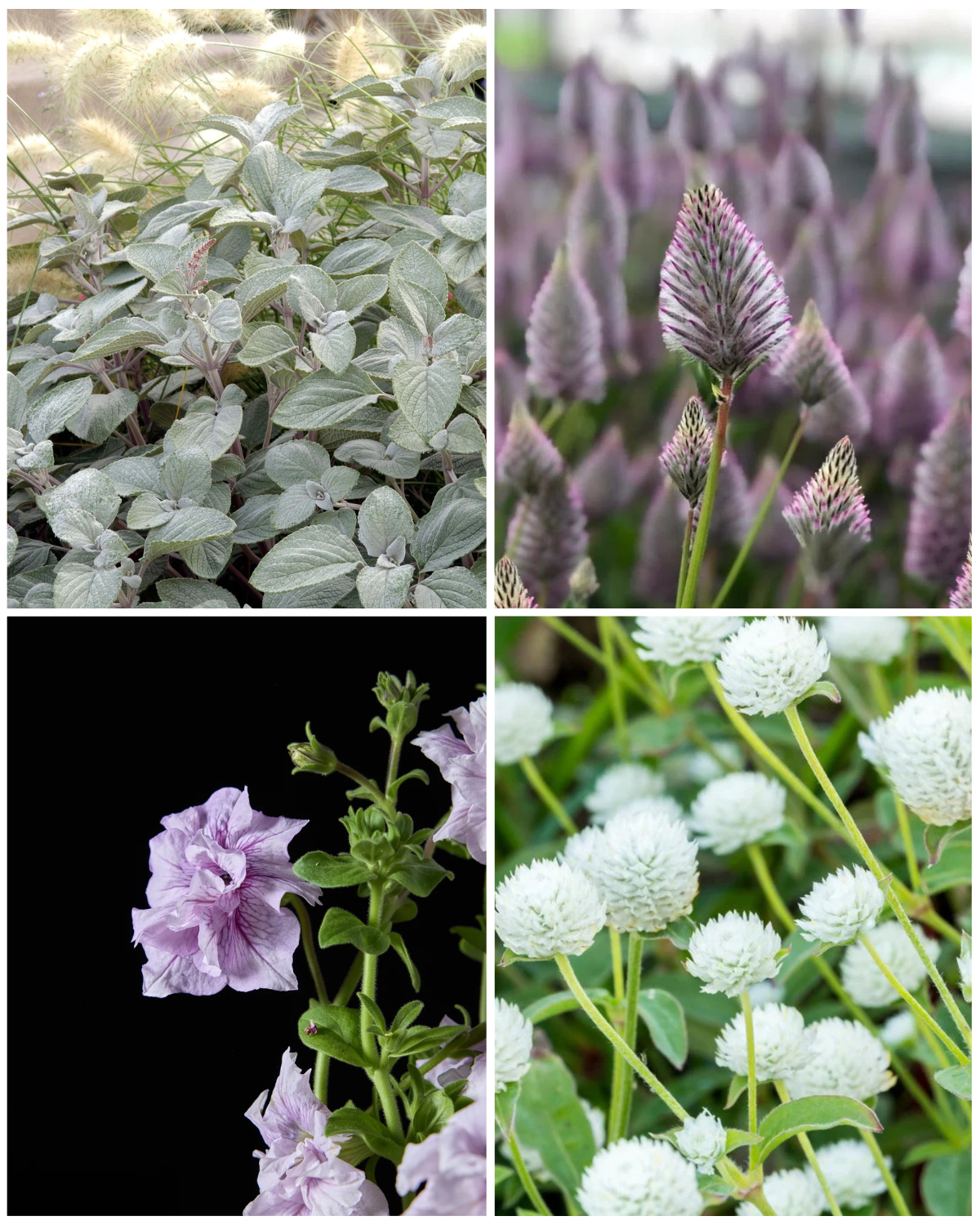 Silver Sway (Spring Only)