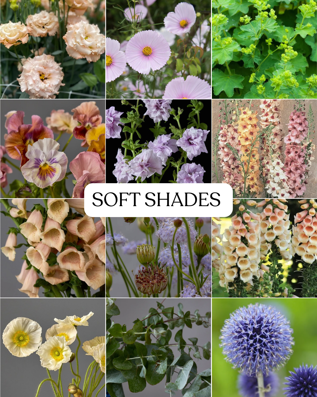 Seasonal Subscription - Soft Shades