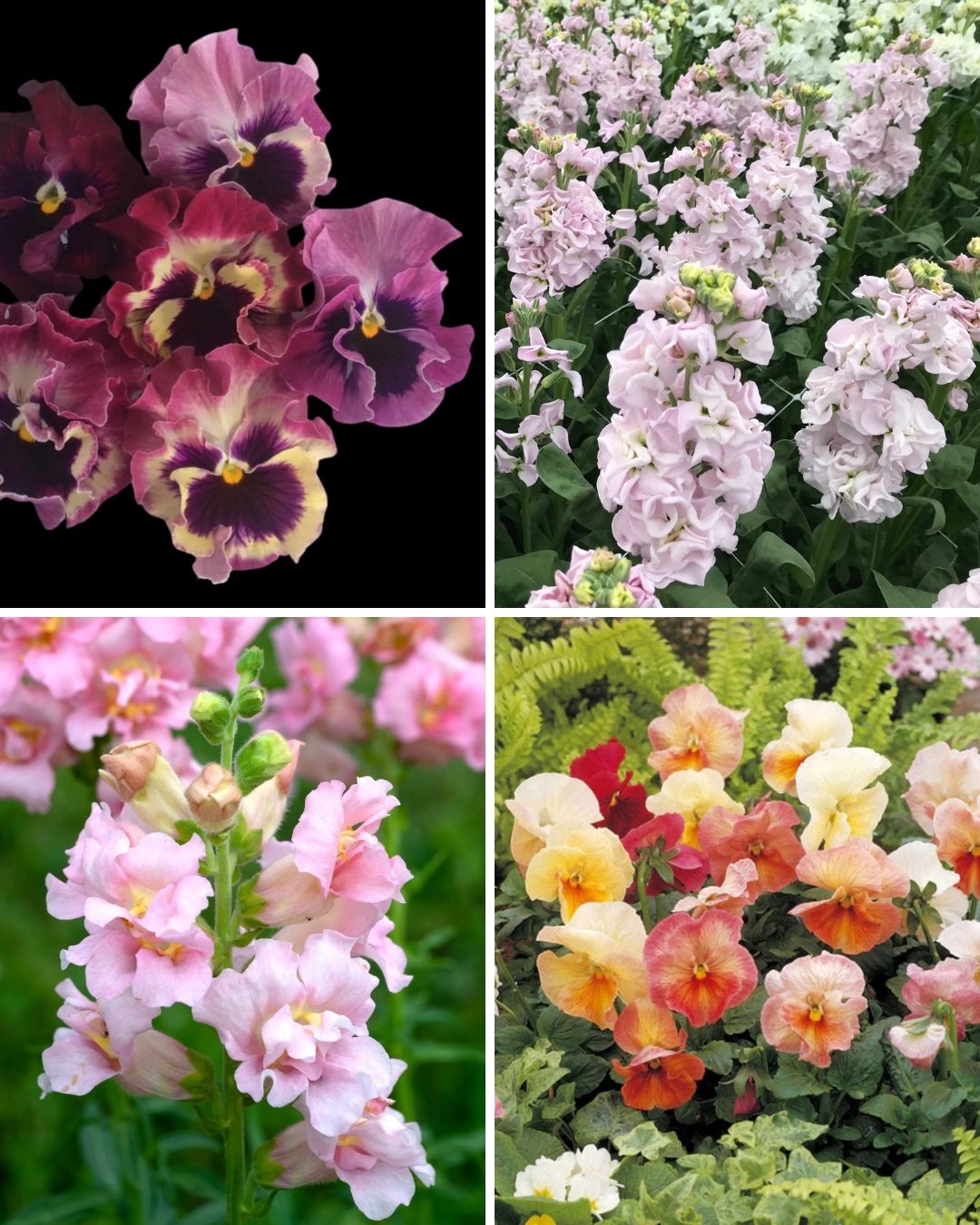 Spring into Pink