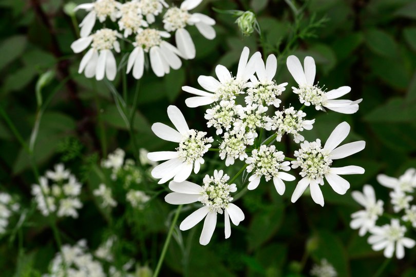 Orlaya grandiflora White Lace (8 plugs)