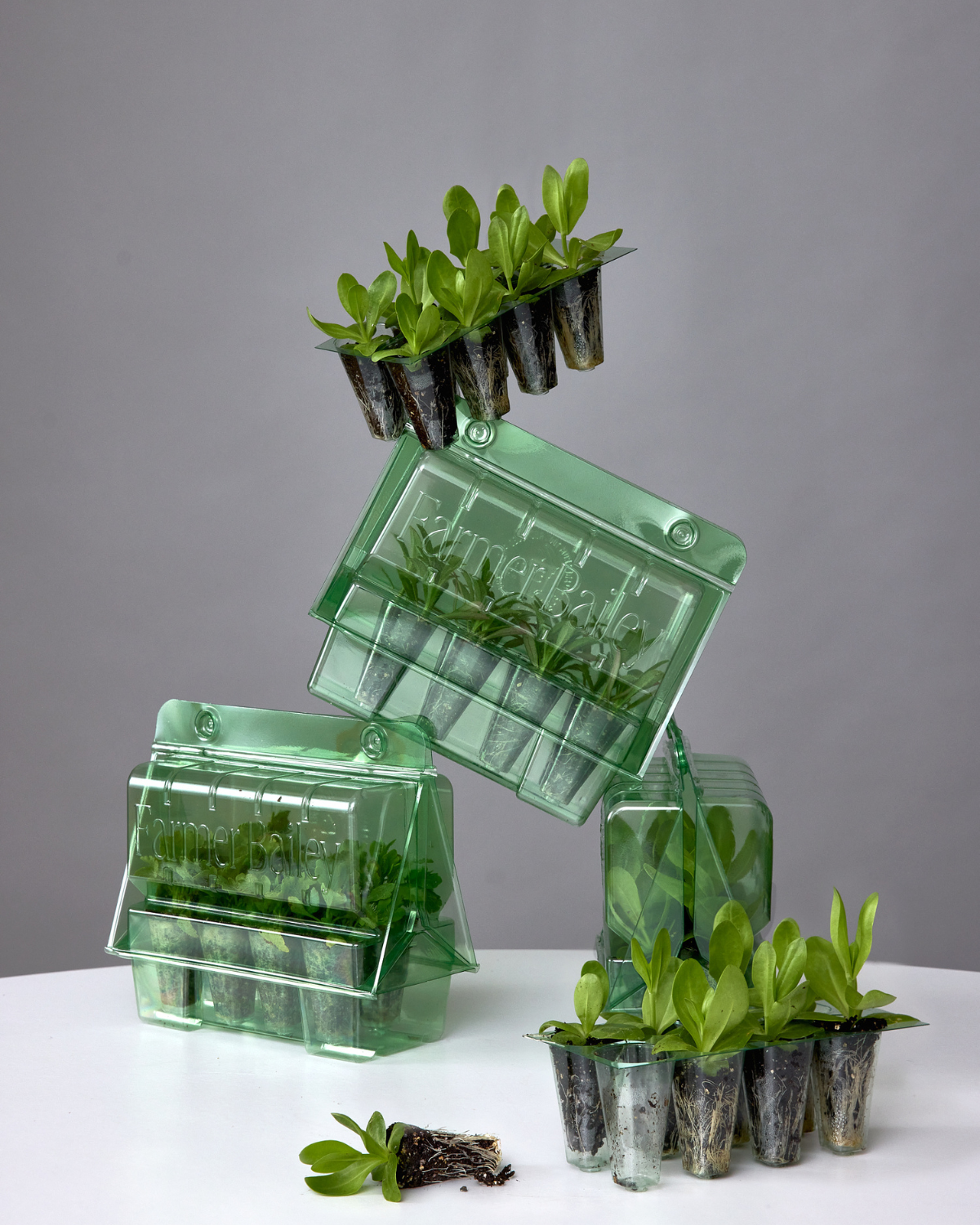 Ageratum Blue Horizon (8 plugs)