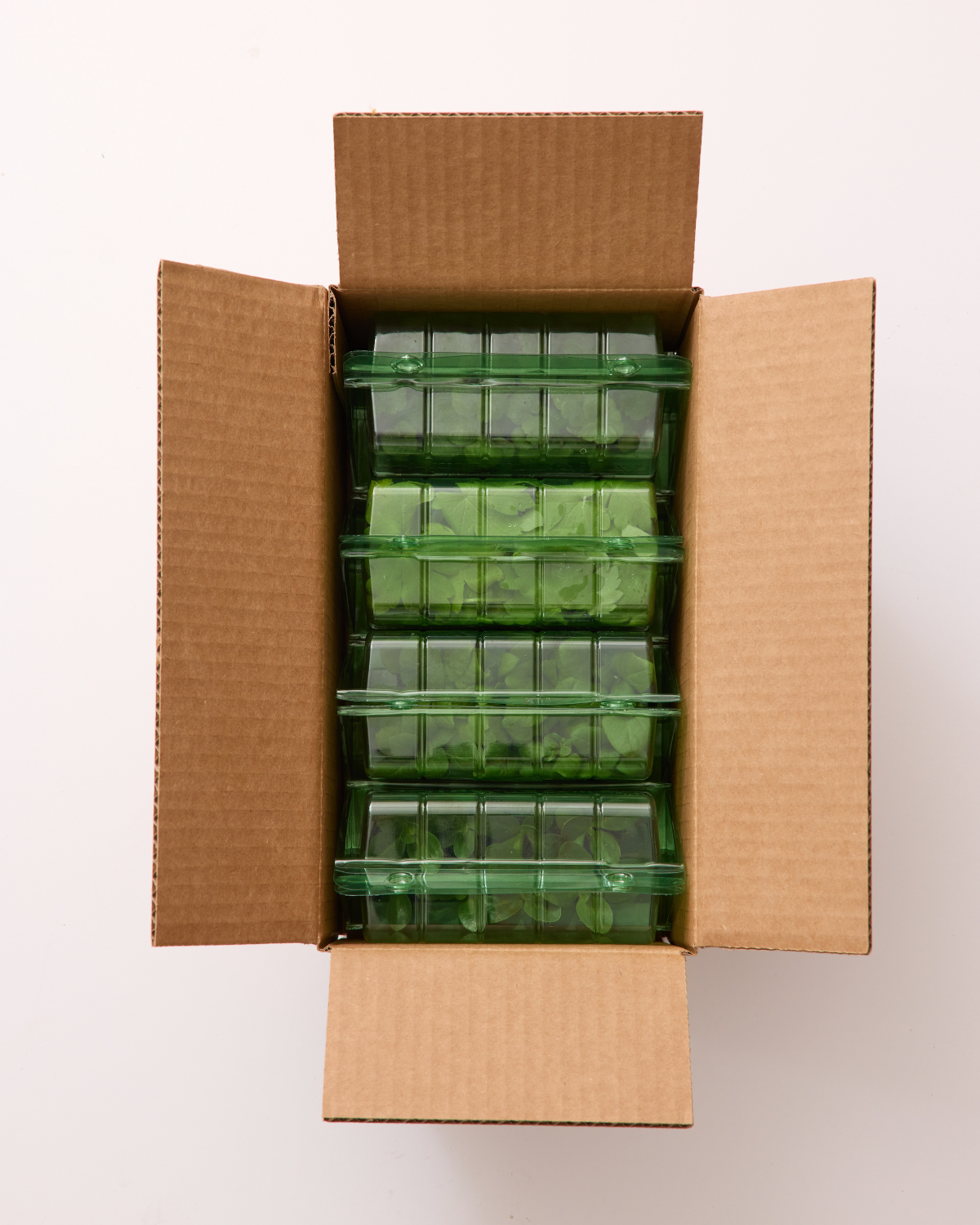 Champagne Celebration (Spring)