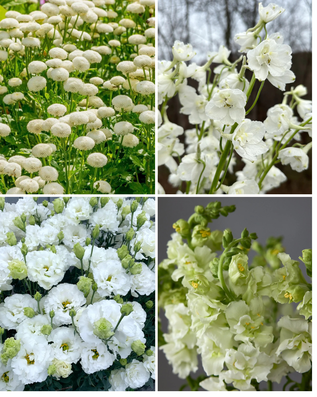 Ivory Elegance