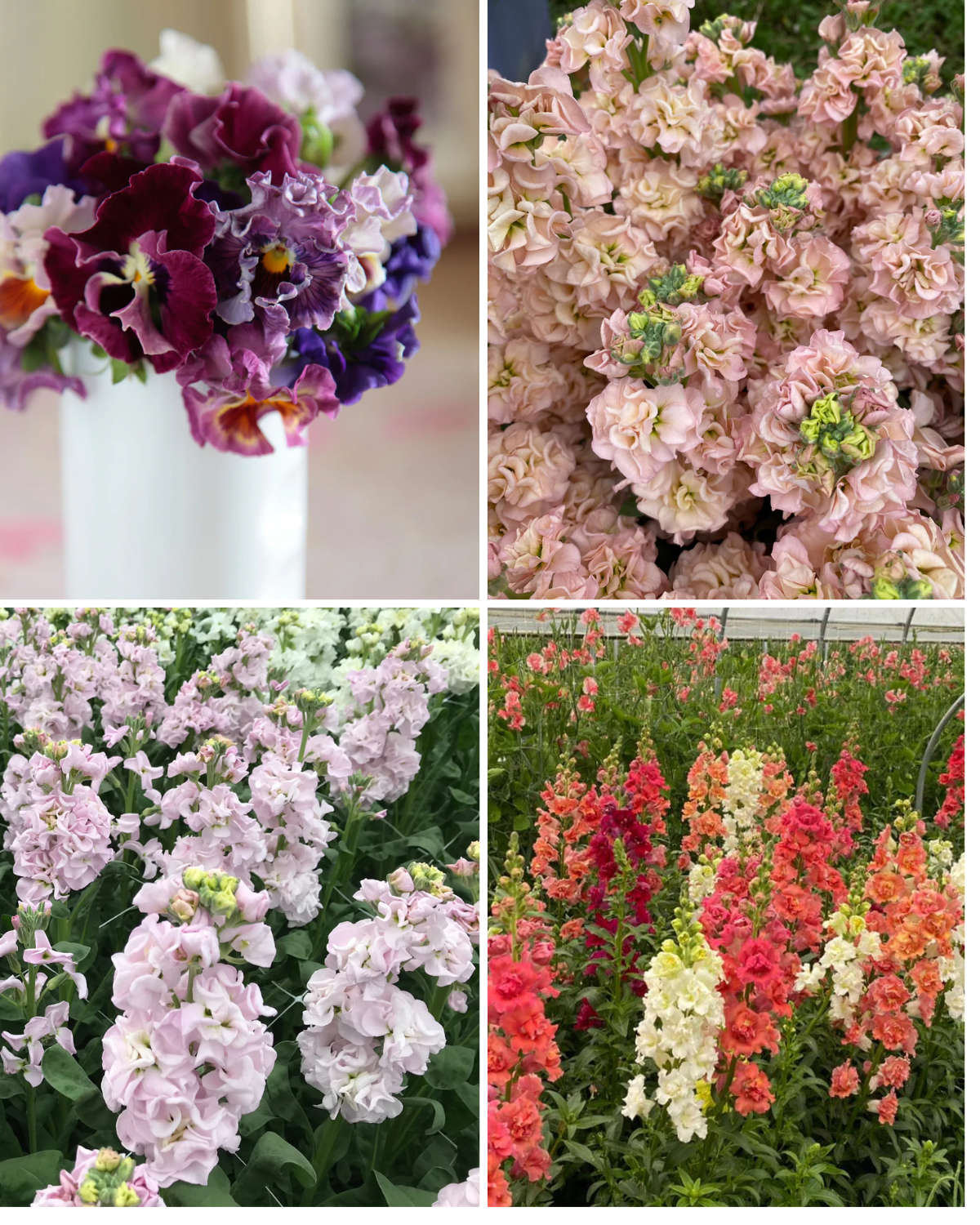 Spring Color Riot