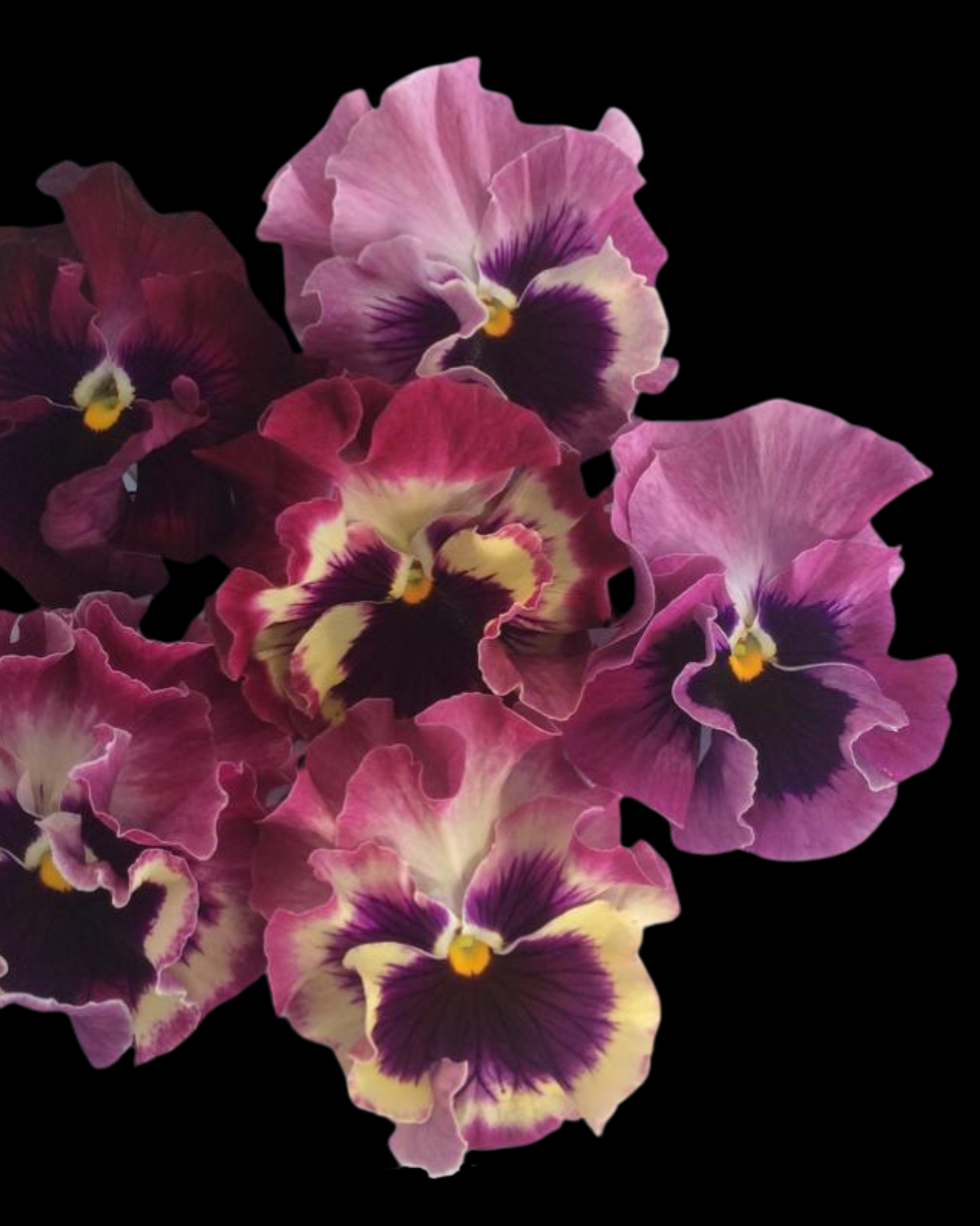Pansy Flamenco Tricolor Rose