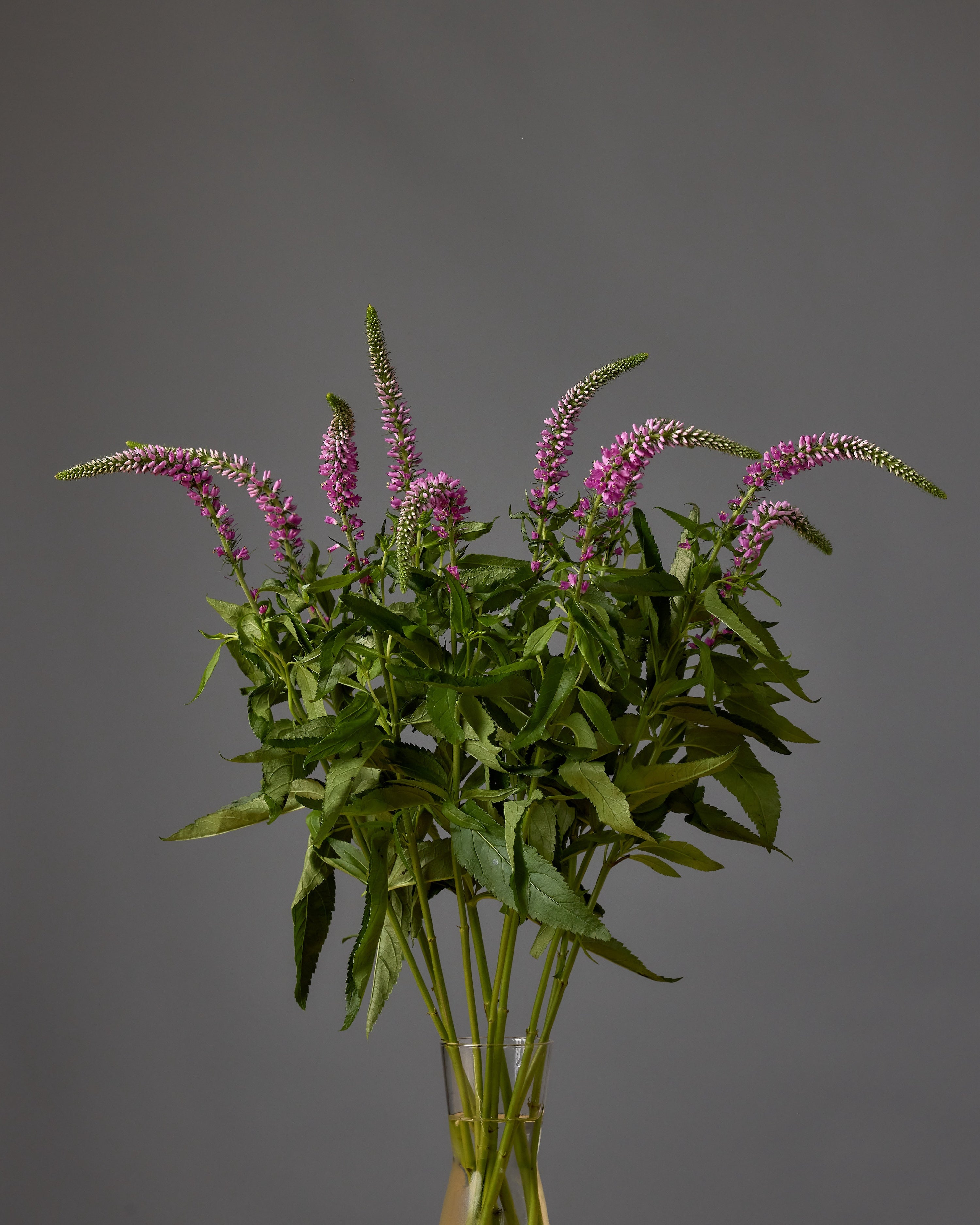 Veronica Splash Pink (3 plugs)