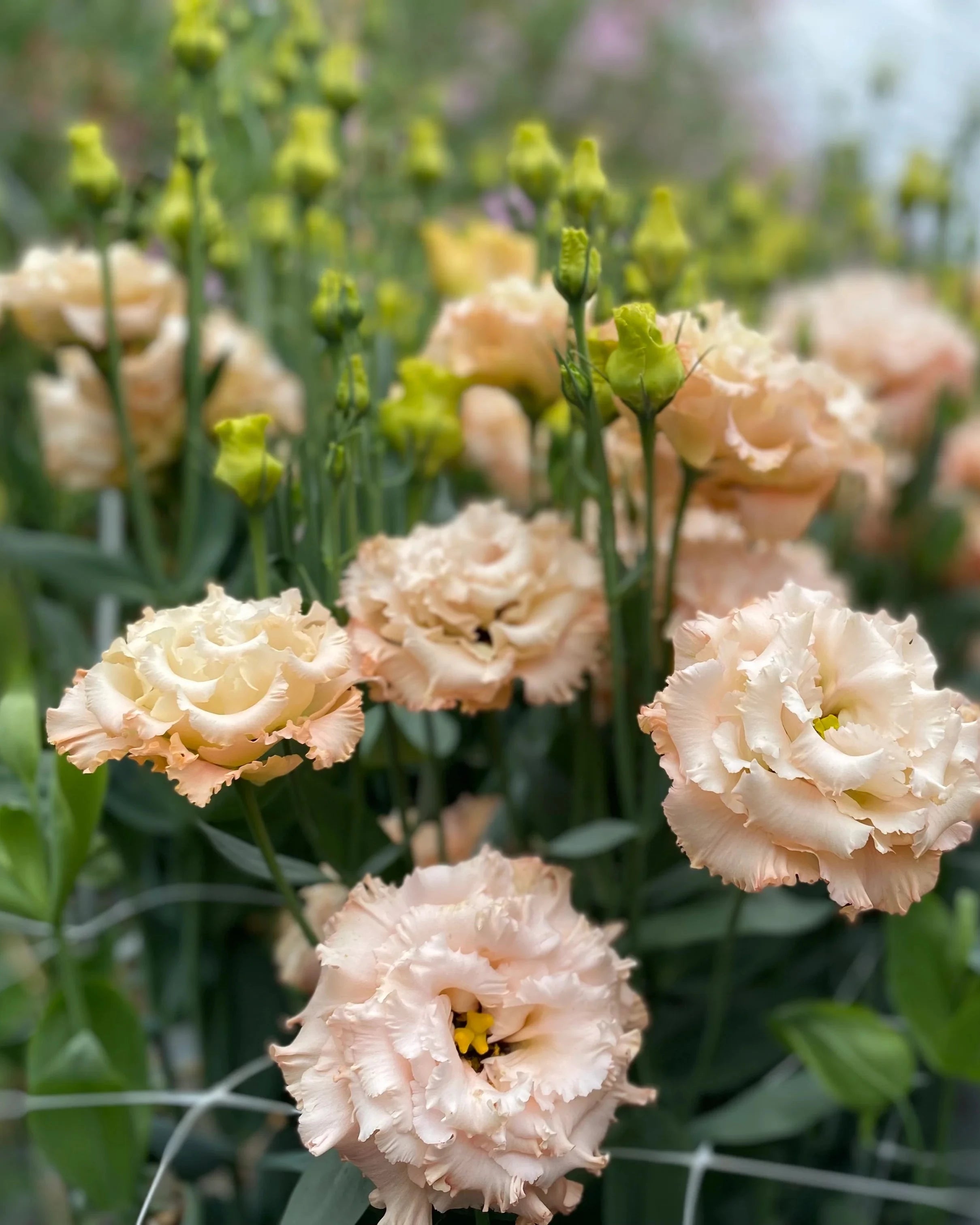 Lisianthus Celeb 2 Apricot (8 plugs)