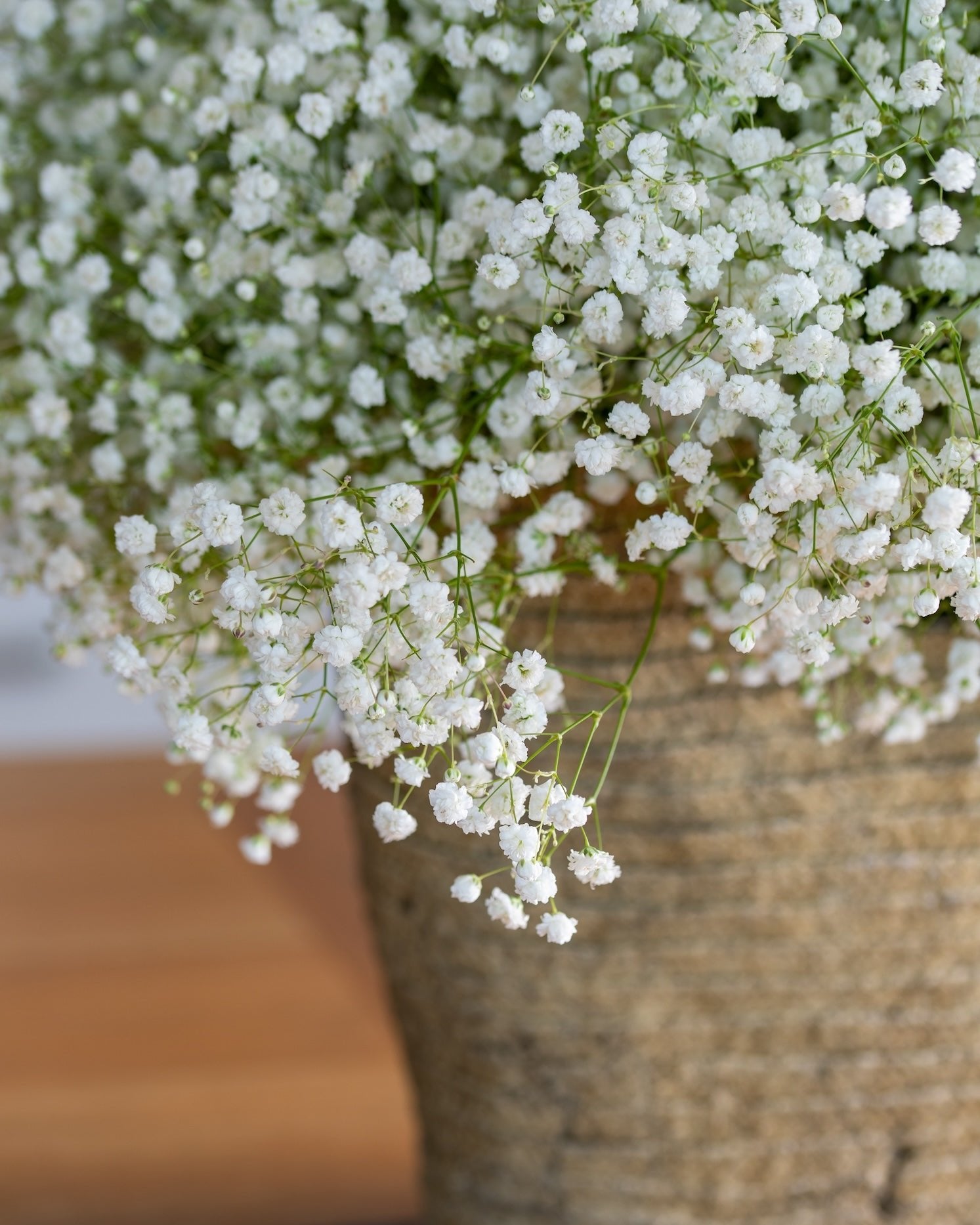 Gypsophila Xlence (3 plugs)