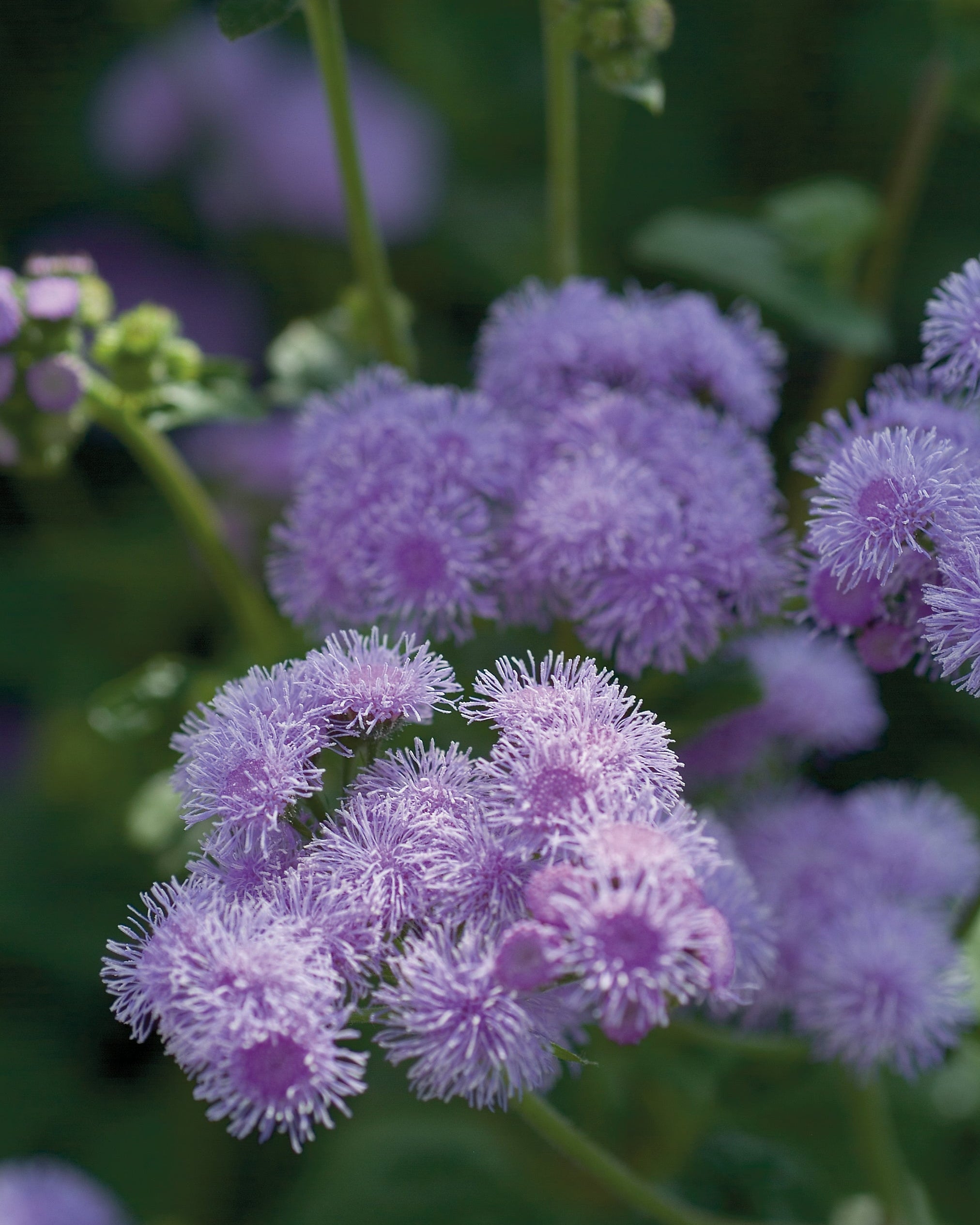 Ageratum Blue Horizon (8 plugs)