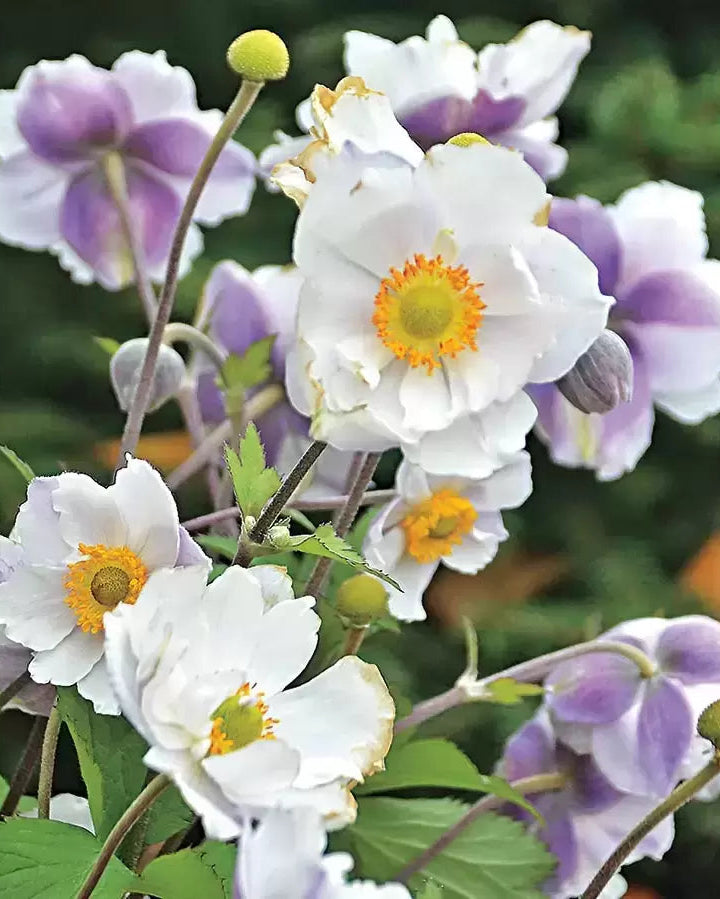 Anemone Ruffled Swan (3 plugs)