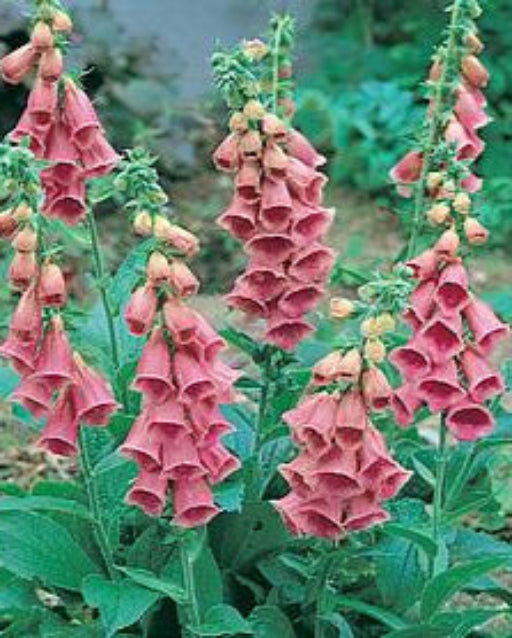 Digitalis x Mertonensis (8 plugs)