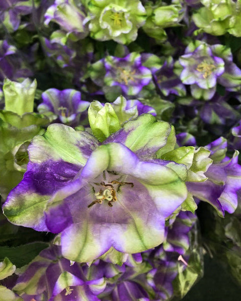 Campanula Evergreen (3 plugs)