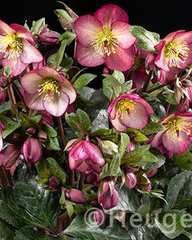 Helleborus Ice N' Roses® Marble Series (3 plugs)