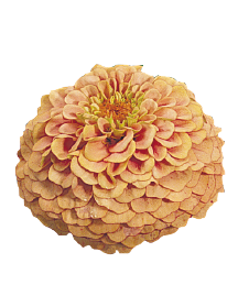 Zinnia Oklahoma (8 plugs)