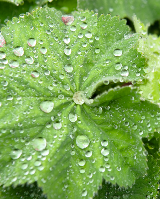 Alchemilla Thriller (8 plugs)