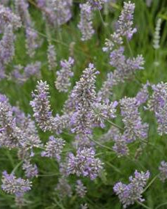 Lavender Provence (3 plugs)