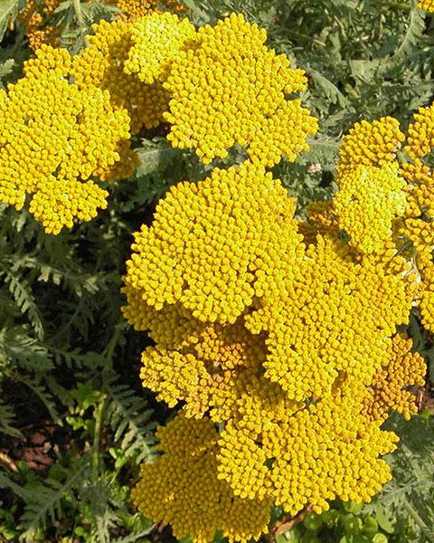 Achillea Coronation Gold (3 plugs)