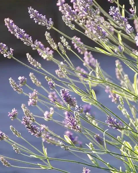 Lavender Platinum Blonde (3 plugs)