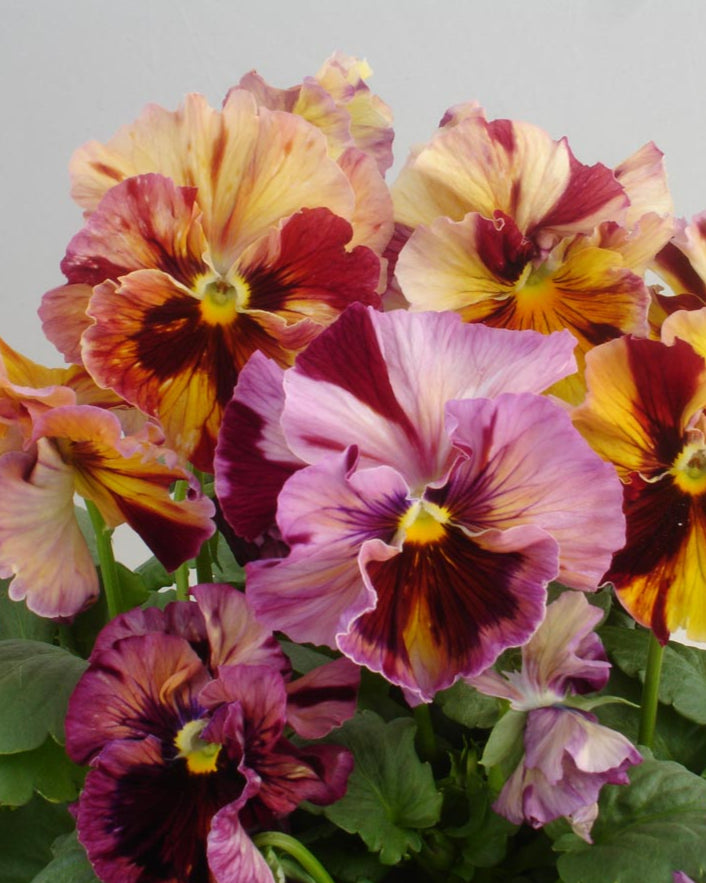 Pansy Flamenco Terracotta (8 plugs)