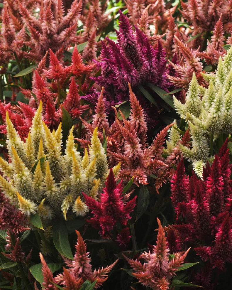Celosia Celway Mix (8 plugs)