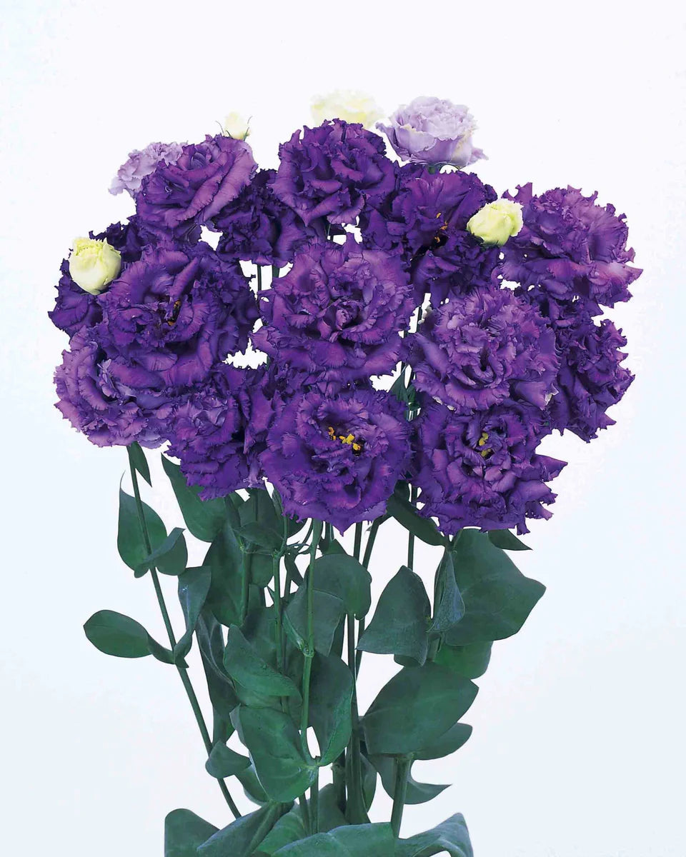 Lisianthus Voyage 2 Blue (8 plugs) Lisianthus Voyage 2 Blue (8 plugs)