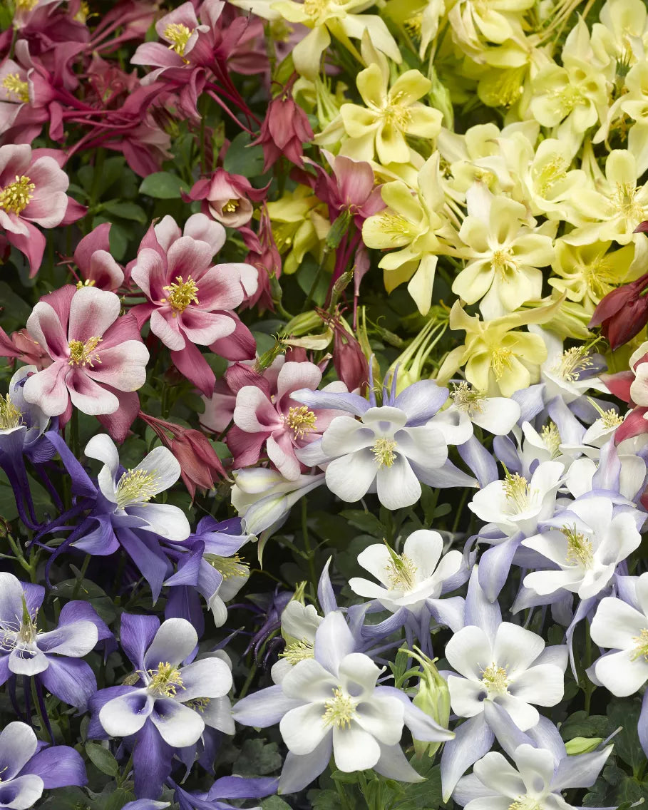 Aquilegia Kirigami Mix (8 plugs)